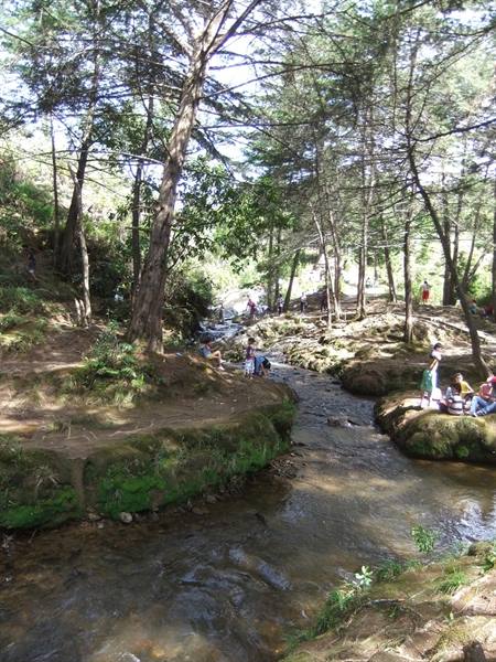 Stream among pines and moss, people picnicking on the grassy bank