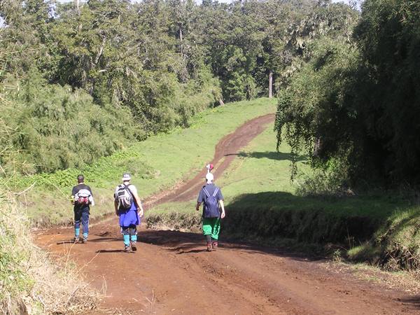rainforest at the foot of Mount Kenya (3300 m)