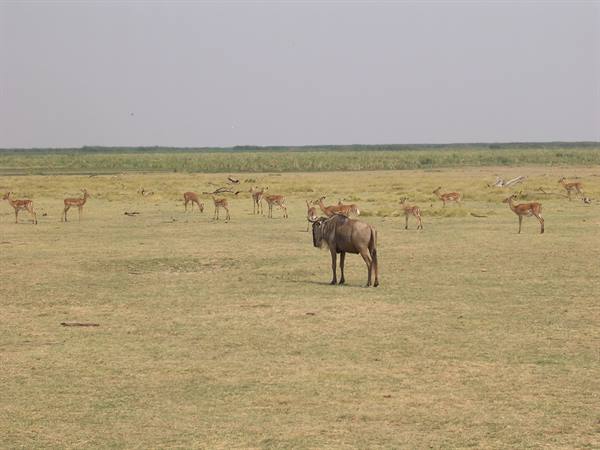 Lake Manyara