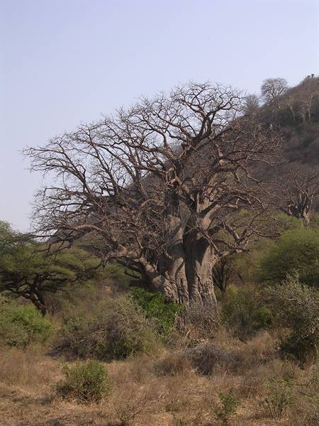 Lake Manyara