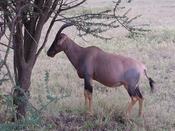 Serengeti