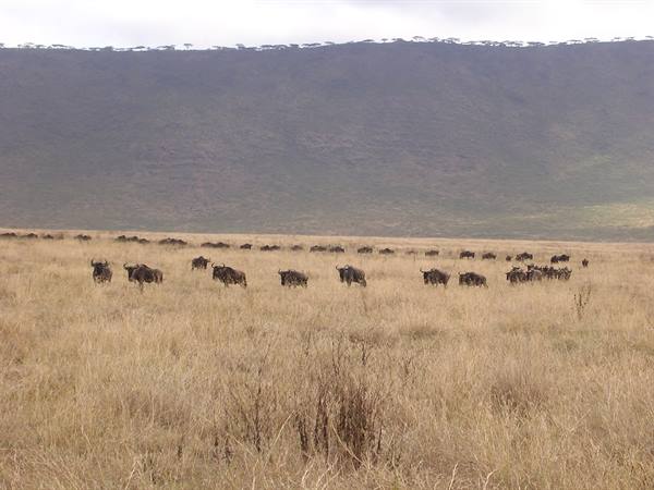 Ngorongoro