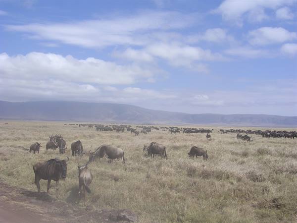 Ngorongoro