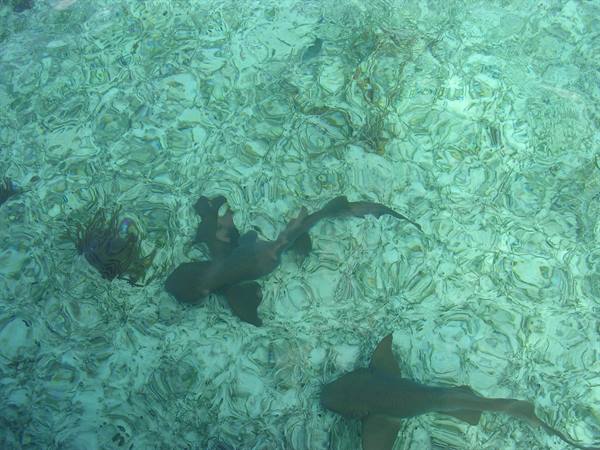 sharks in Caye Caulker