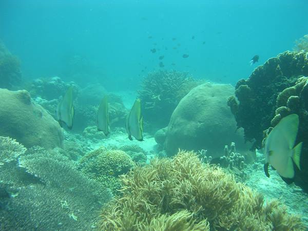 Sangalaki
