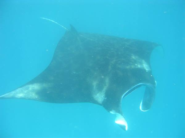 Sangalaki