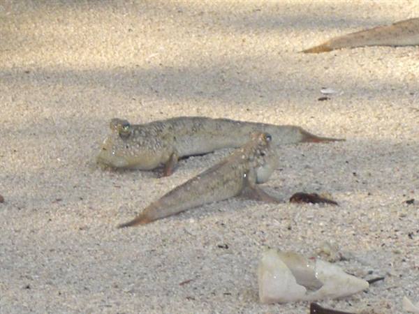 Samama-fish that run on the water surface