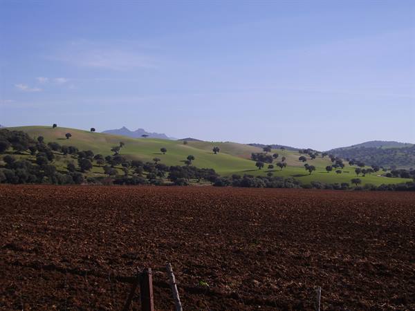 Andalusian landscape