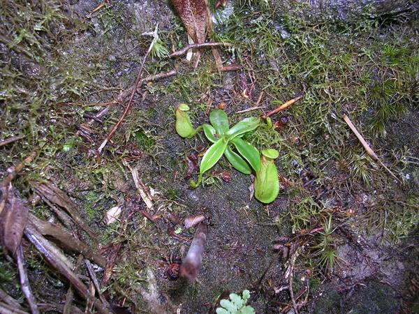 the smallest carnivorous plant in the world