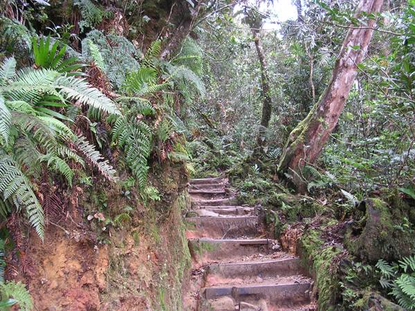 vegetation at 2000 metres