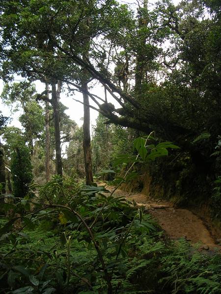 vegetation at 2000 metres