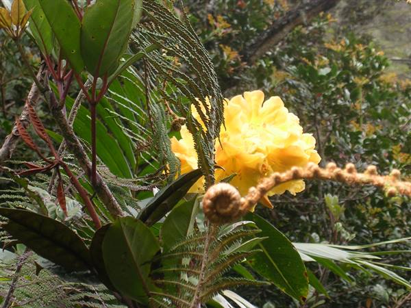 yellow orchid