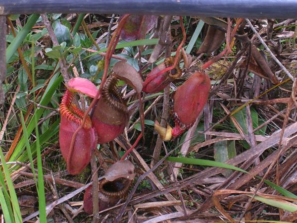 the largest carnivorous plant in the world
