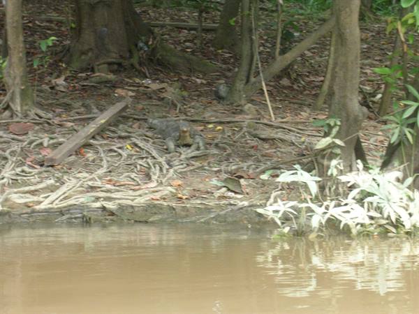 Kinabatangan River