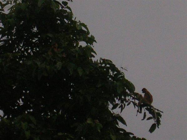 Kinabatangan River