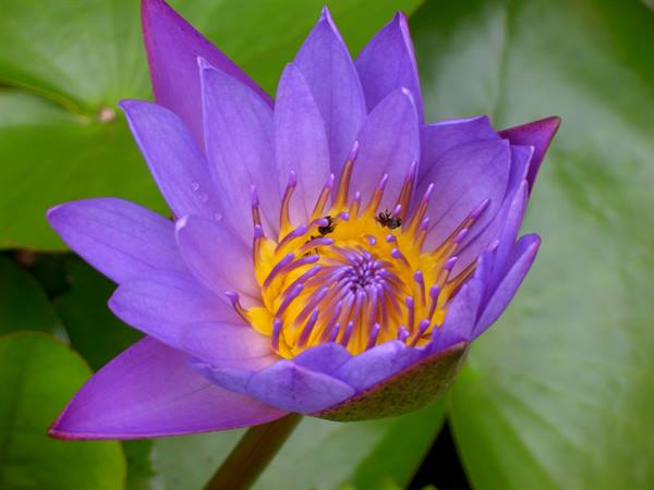 Purple water lily with yellow center, insects pollinating among green leaves