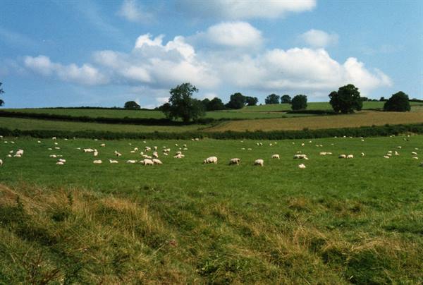 Flock of sheep grazing on green hills with hedgerows and trees, cloudy sky