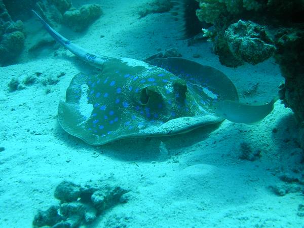 Bluespotted stingray resting on white sand among underwater corals