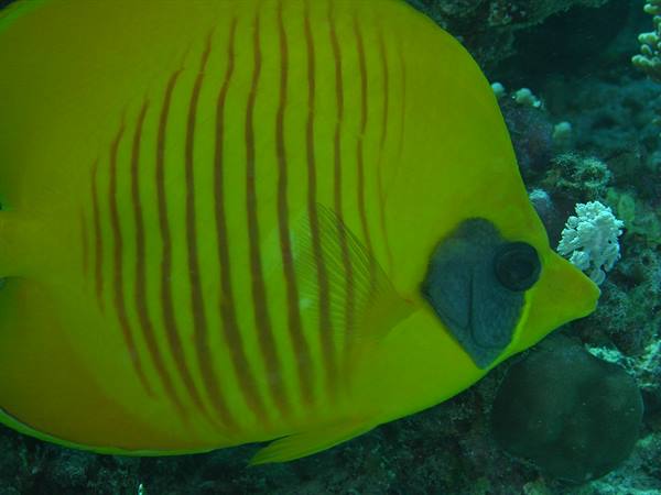 Yellow butterflyfish with dark stripes swims among coral reef
