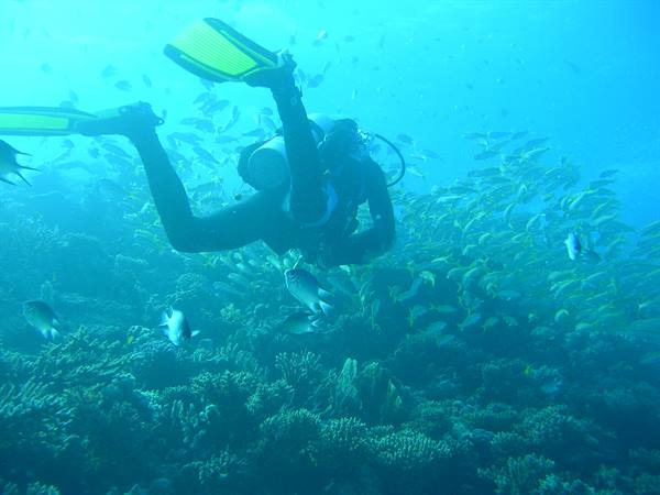 Diver with yellow fins swims over coral reef among fish schools