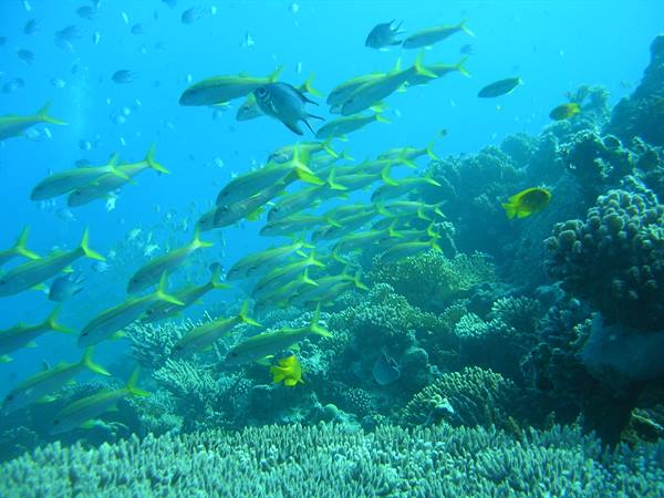 School of yellow and blue fish swimming over coral in clear water