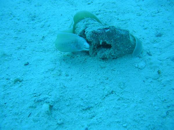 Grey moray eel peeking from a rock on sandy seabed, greenish blue light