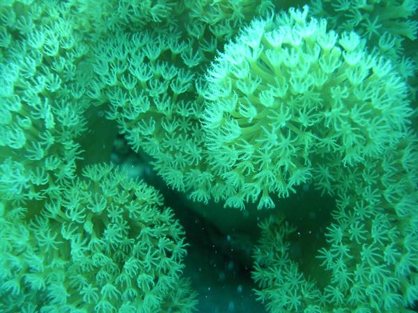 White coral polyps blooming underwater in green sea light