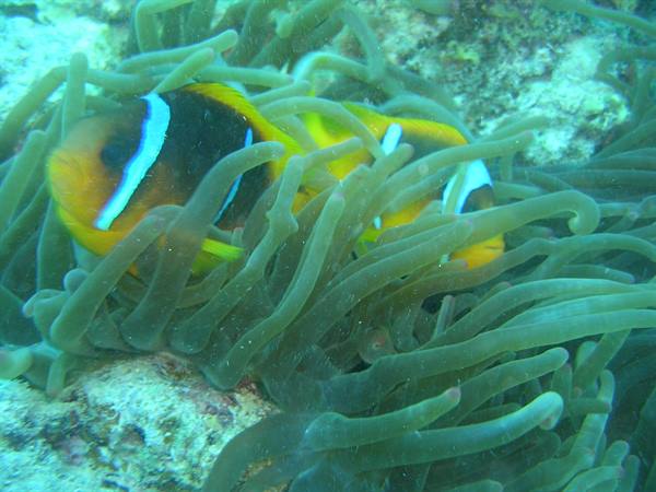 Orange and black clownfish swimming among green sea anemone tentacles