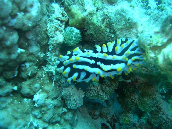 Colorful sea slug crawling among corals in underwater light