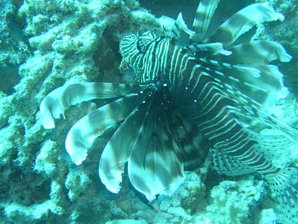 Striped lionfish swims among corals underwater