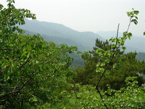 Green leafy branches in front of misty hazy mountain ridges