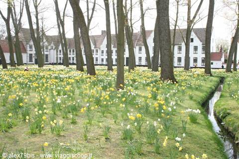 Yellow daffodils among trees at Bruges Beguinage, white houses behind