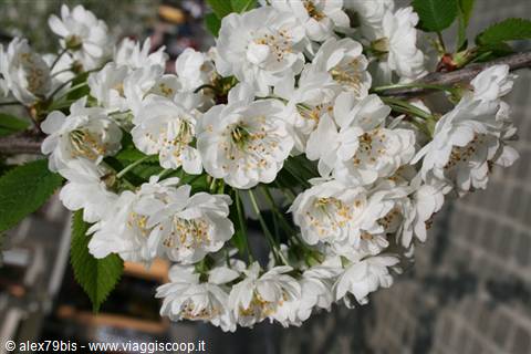 White cherry blossoms in full bloom, sunlight, brick wall in background