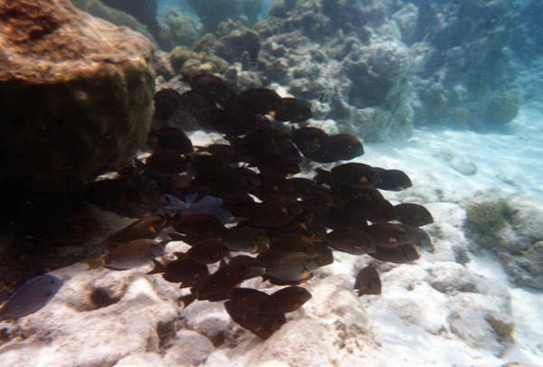 School of dark fish swimming among corals and white sand underwater