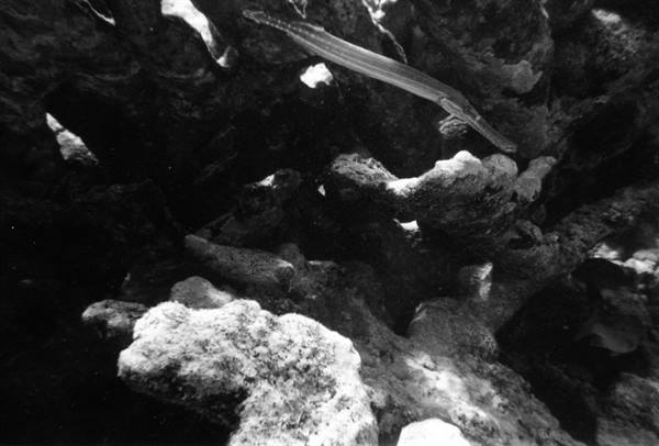 Trumpetfish gliding among coral rocks underwater, light filtering from above