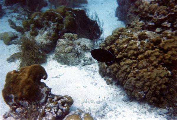 Dark fish swims among corals and white sand underwater