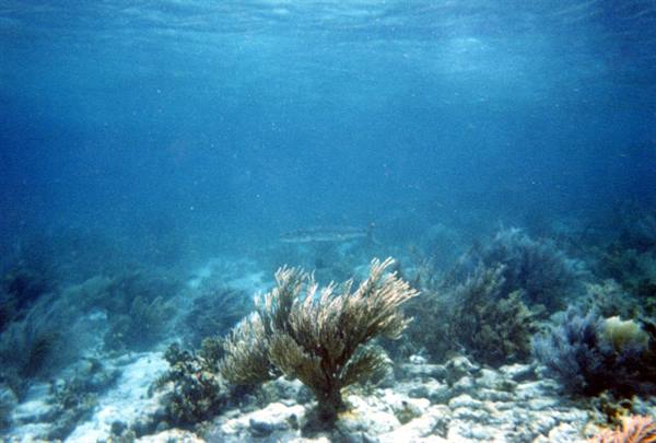 Sea fan coral on sandy seabed, sunlight filtering through blue water