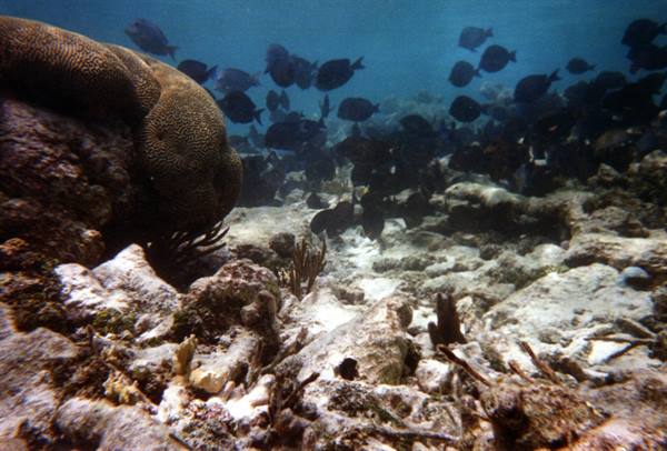 School of dark fish swimming among brain corals on rocky seabed