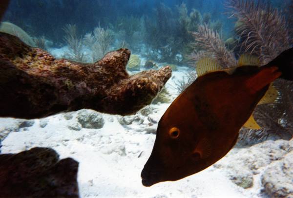 Triggerfish swims among corals and white sand underwater