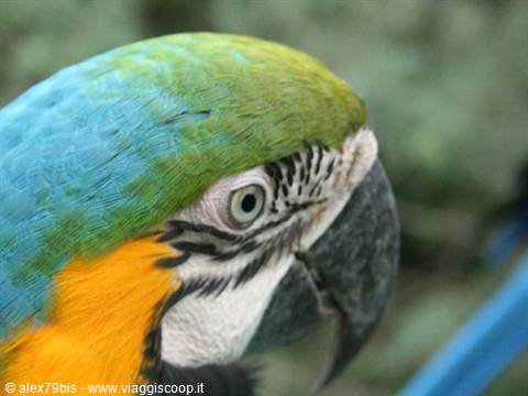 Close-up of a blue-and-yellow macaw, black beak, alert eye