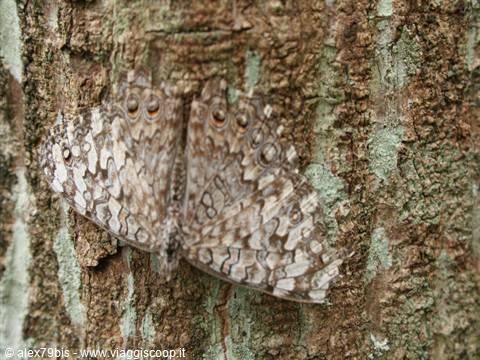 Mottled butterfly with open wings on bark covered with green lichen