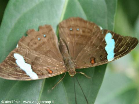 Brown butterfly with blue bands resting on a large green leaf