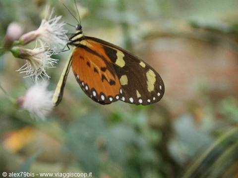 Orange and black butterfly perched on a white flower