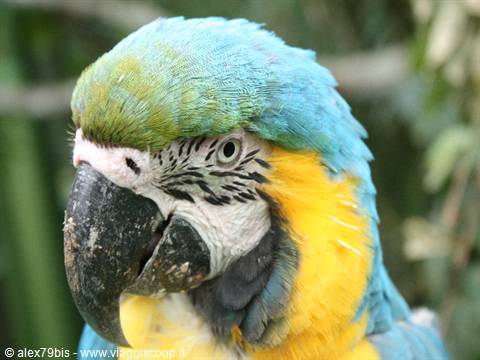 Close-up of a blue-and-yellow macaw, black beak, vivid feathers, green foliage