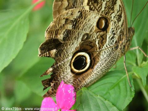 Owl butterfly with brown wings and black eyespot resting on green leaves and pink flower