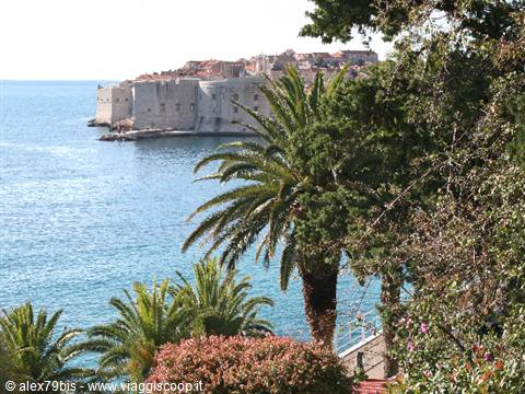 Ancient Dubrovnik walls overlooking the Adriatic Sea among palm trees and greenery