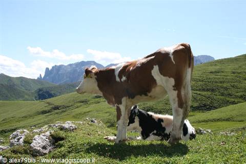 Cows grazing on green alpine meadows, Dolomites peaks in the background