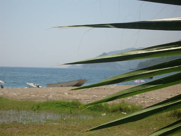 Palm leaves in front of a beach with a beached boat and sea