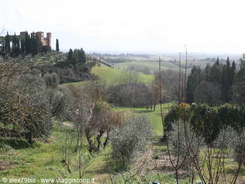 Tuscan hills with olive trees and a castle with cypresses on the hill