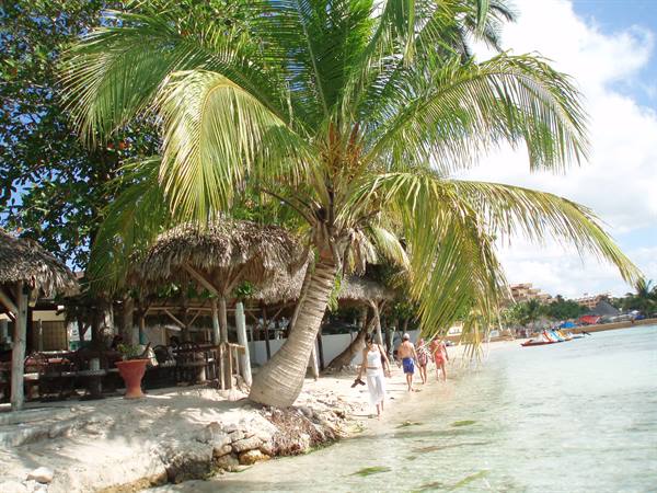 Tourists walk along the beach under a leaning palm beside thatched huts
